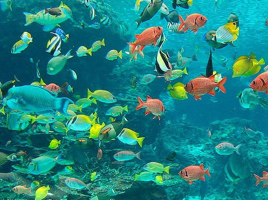 TOUR ACUARIO MAGICO SAN ANDRES