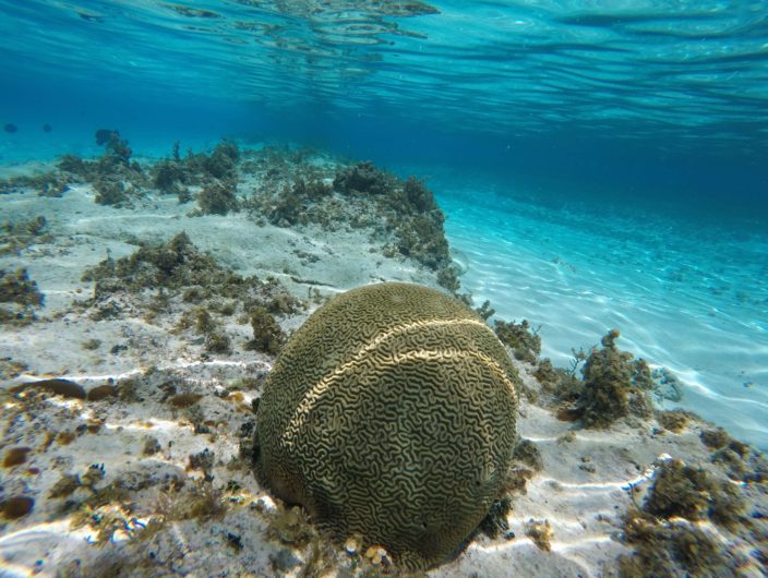 TOUR ACUARIO MAGICO SAN ANDRES