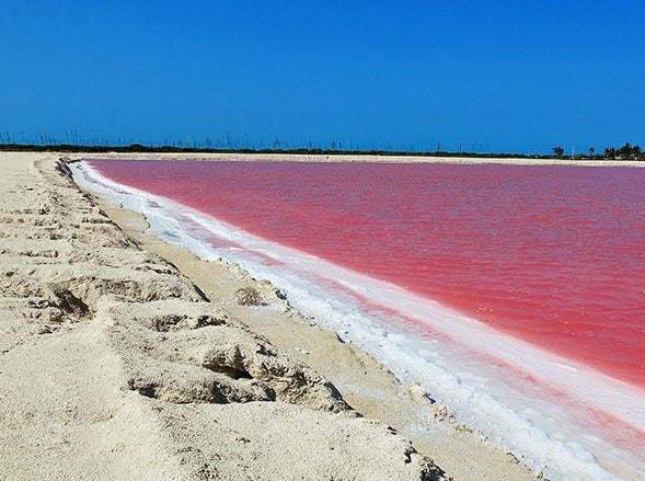 RIO LAGARTOS - COLORADAS CANCÚN