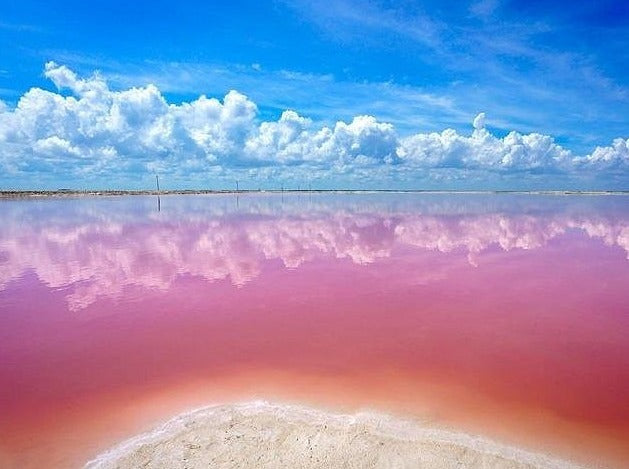 RIO LAGARTOS - COLORADAS CANCÚN