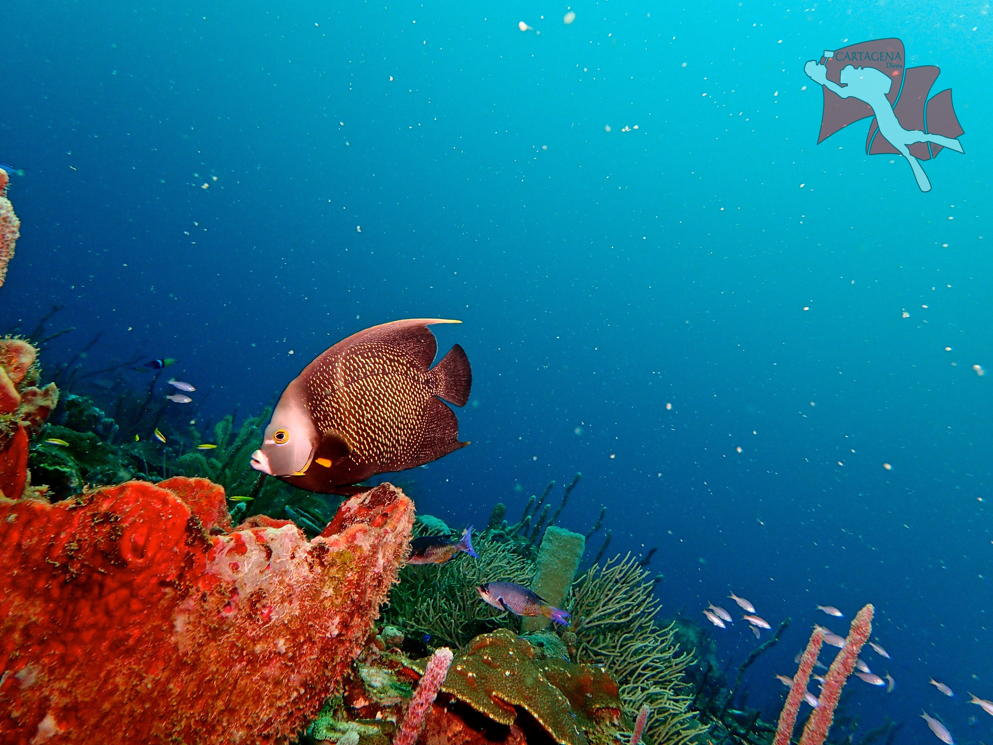 Minicurso De Buceo - Cartagena 