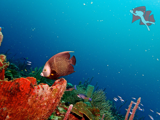 Minicurso De Buceo - Cartagena 