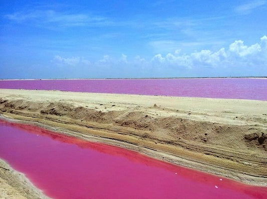 RIO LAGARTOS - COLORADAS CANCÚN