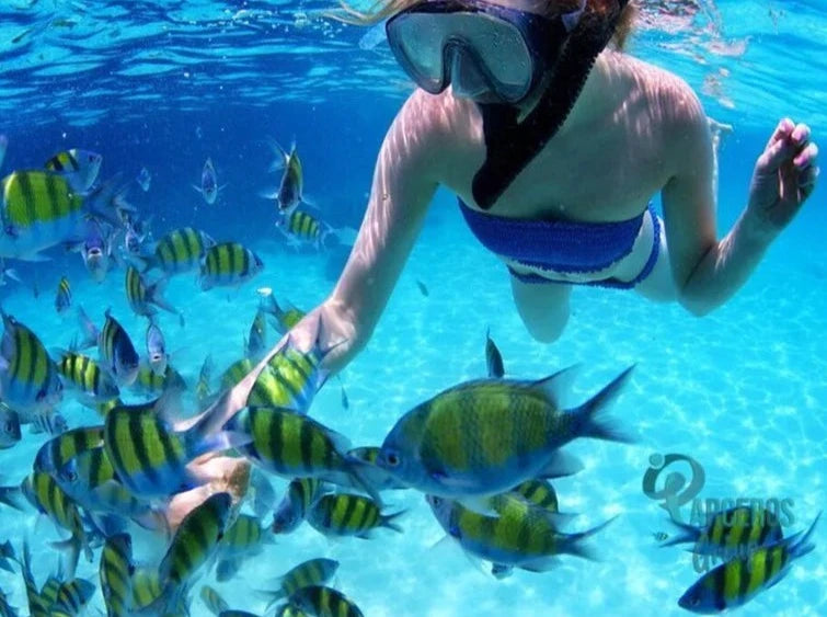 TOUR PLAYA TRANQUILA BARU + SNORKELING + PLANCTON